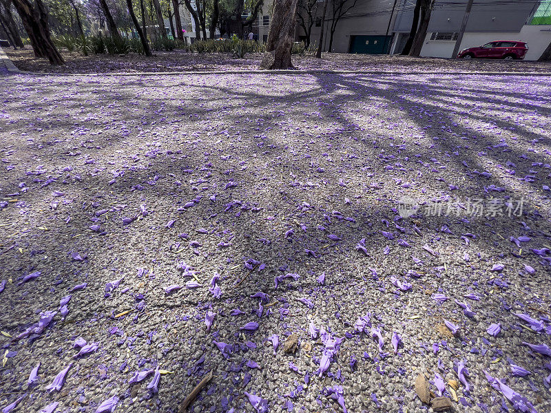 墨西哥城的蓝花楹树花