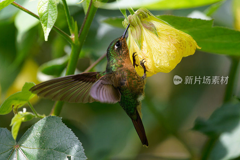 长尾精灵蜂鸟，雌性