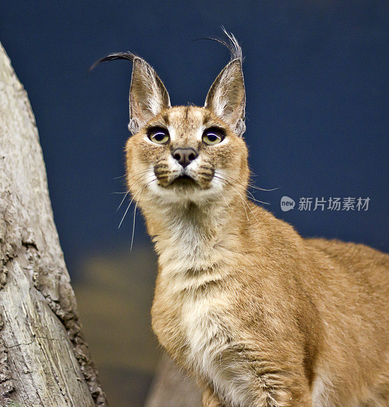 Caracal行尸走肉