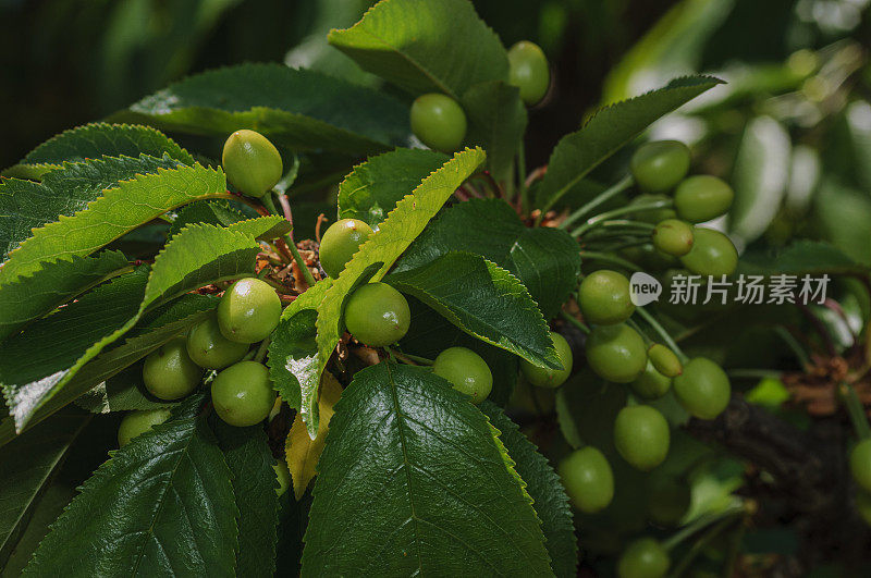 树上成熟的樱桃的特写