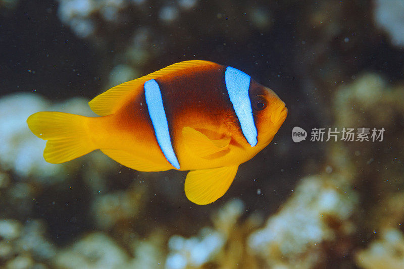 海洋生物-海葵鱼小丑鱼