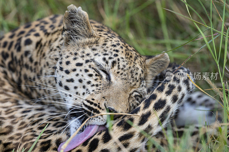 野生豹，奥卡万戈三角洲，博茨瓦纳，非洲