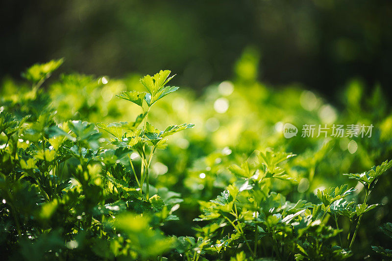 花园里新鲜的欧芹。草的花园。