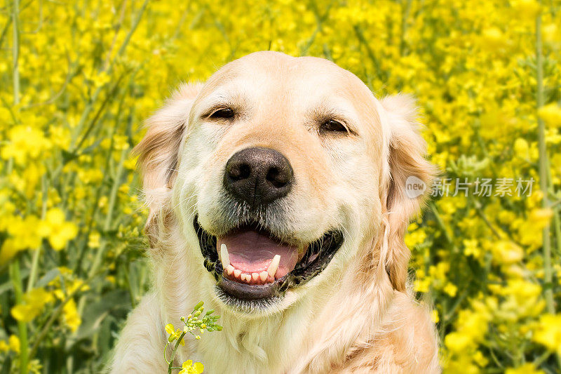 夏日阳光灿烂的日子里，微笑的金毛猎犬坐在油菜籽地里