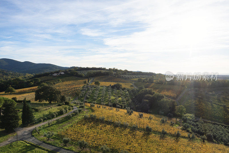 秋天葡萄园的鸟瞰图。
