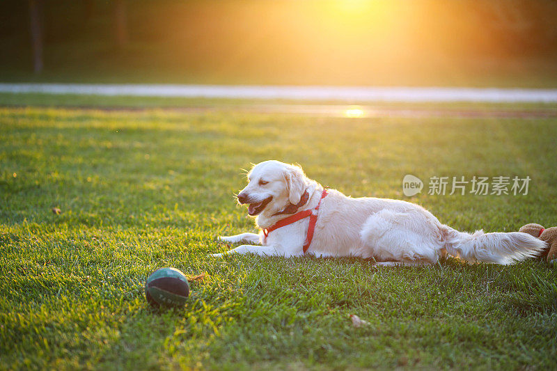 在一个美丽的公园里，一只金毛猎犬在夕阳下的草地上打球
