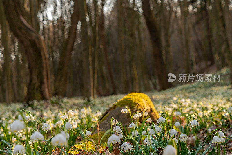 近距离的苔藓覆盖树干和雪莲花在森林