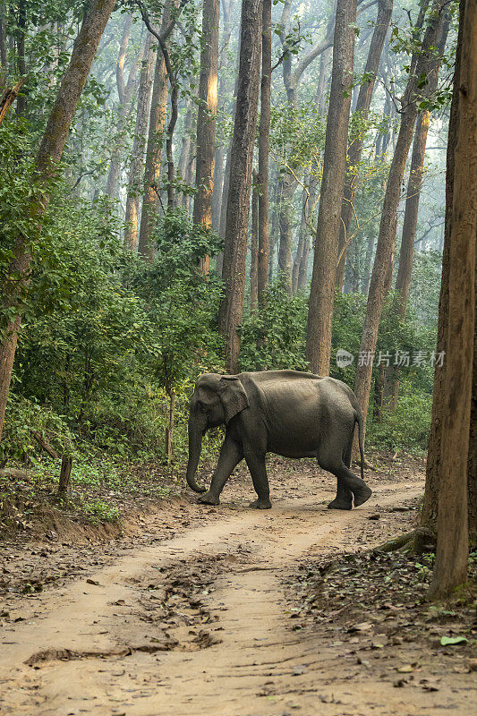 野生亚洲象或长象牙象或大象横穿森林轨道自然绿色背景的冬季狩猎在印度阿坎德邦吉姆科比特国家公园的迪卡拉区