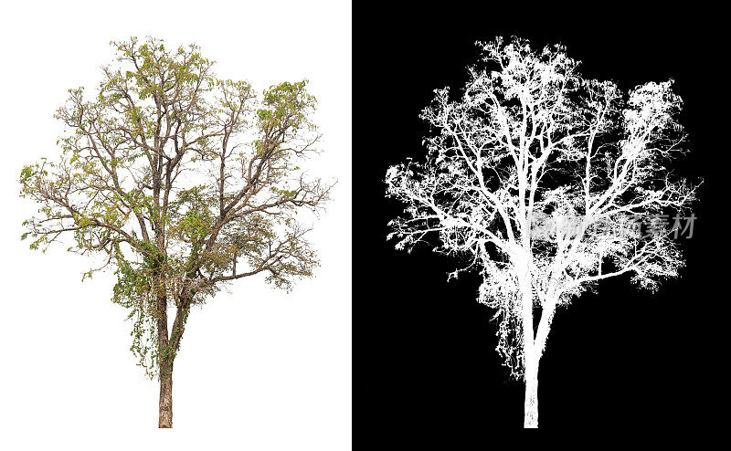 树与alpha树和修剪在图片中易于使用