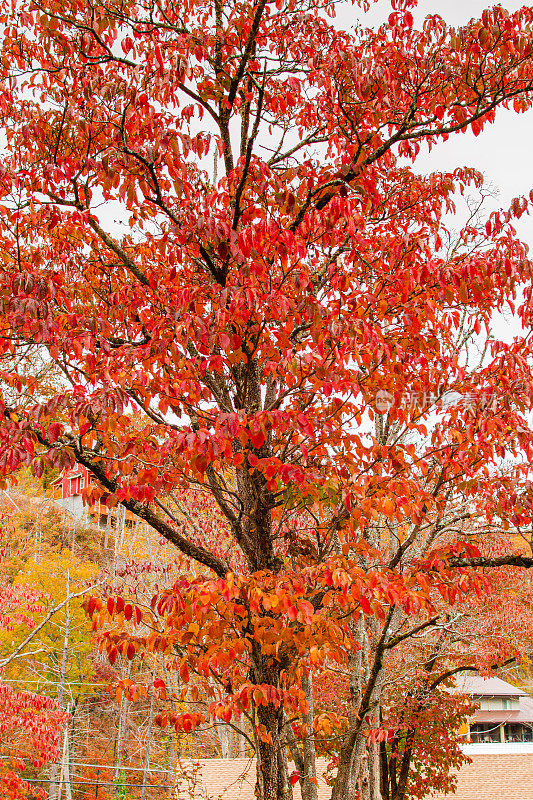 2022年秋天田纳西州的彩色红色秋树