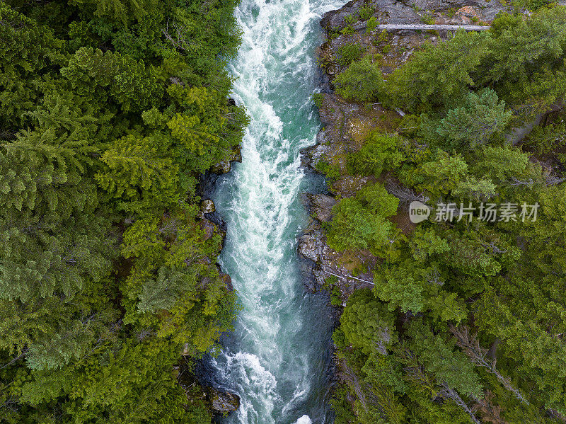 从温带雨林中流过的河流