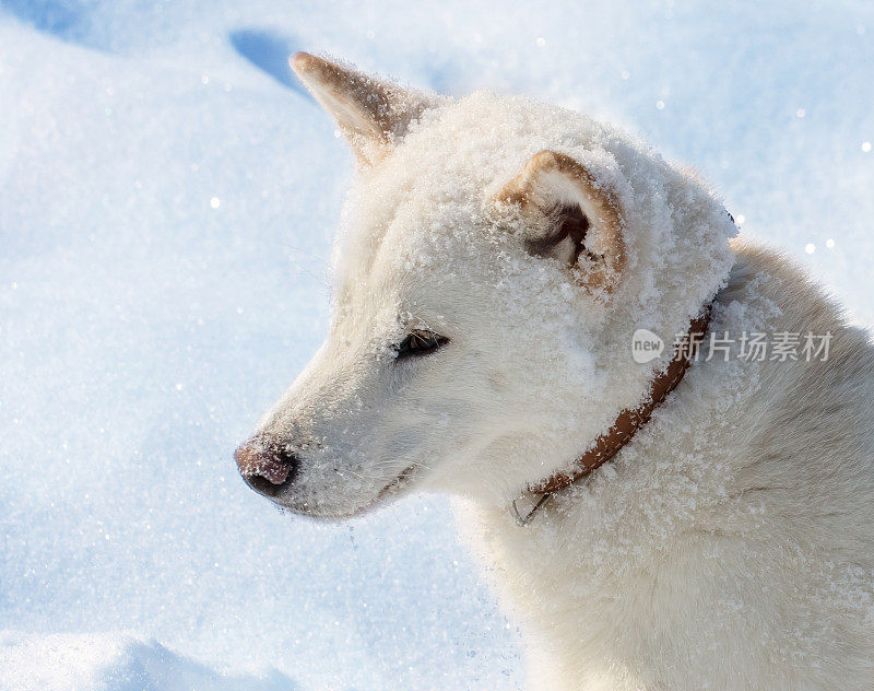 雪中的柴犬