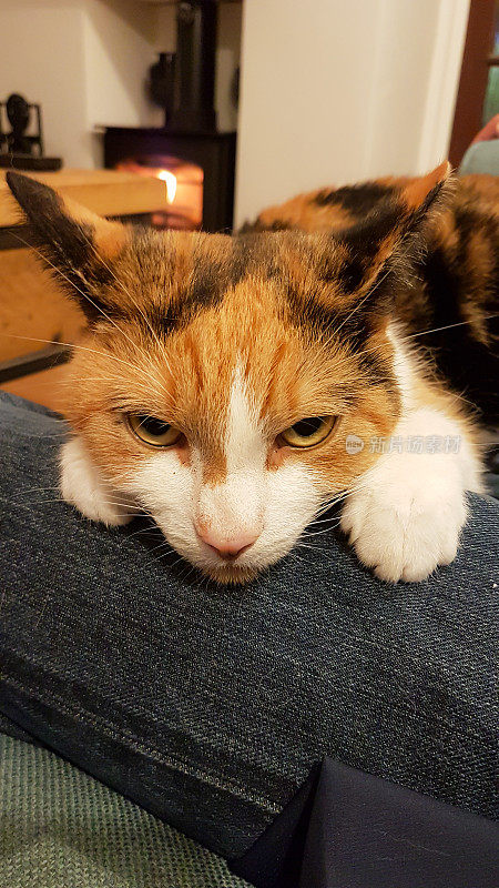 特写镜头是一只脾气暴躁的印花布猫躺在主人的膝盖上，从她脸上的表情来看，她不是很开心。