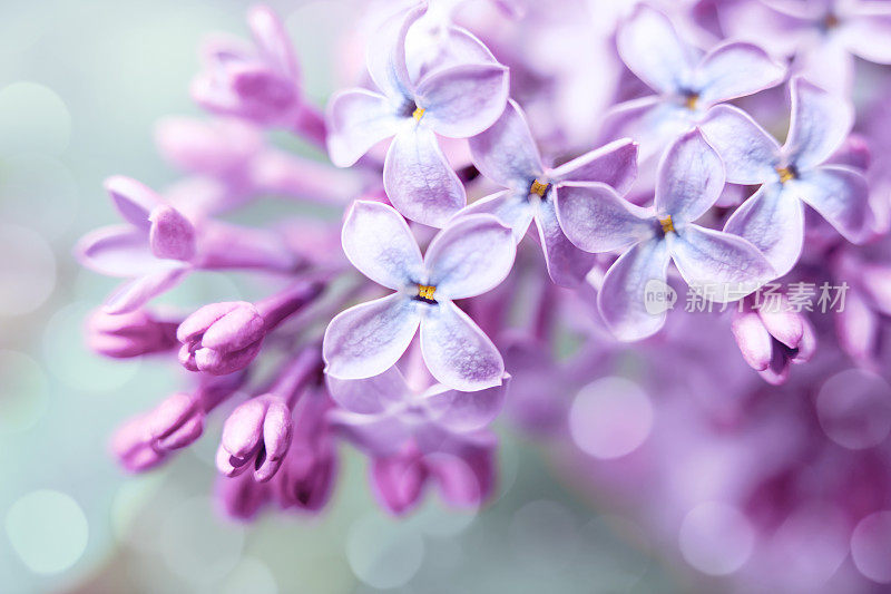 丁香花特写与散景