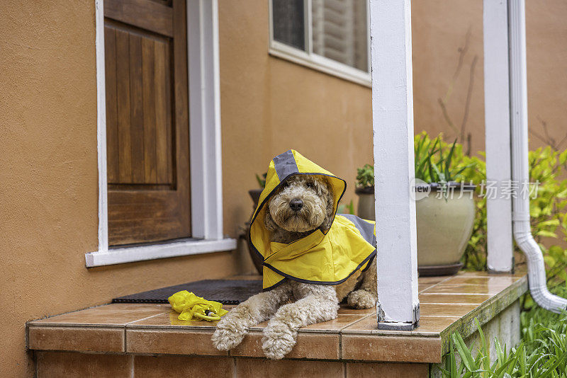 雨天金毛犬散步