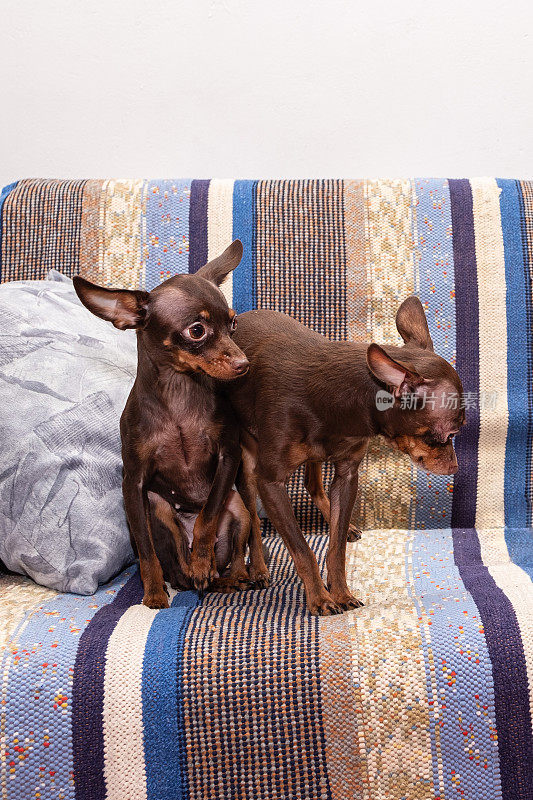 两只棕色的纯种狗“布拉格鼠”正坐在沙发上。