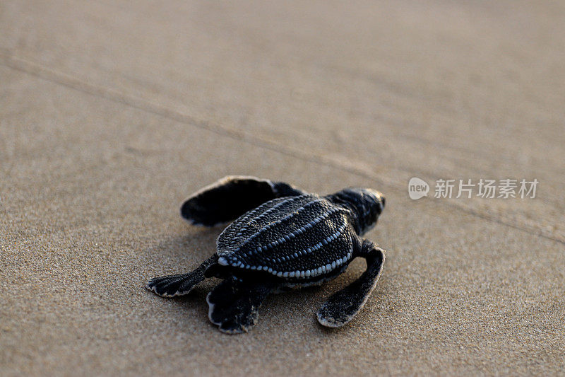 将棱皮龟幼龟放生到亚齐海域，