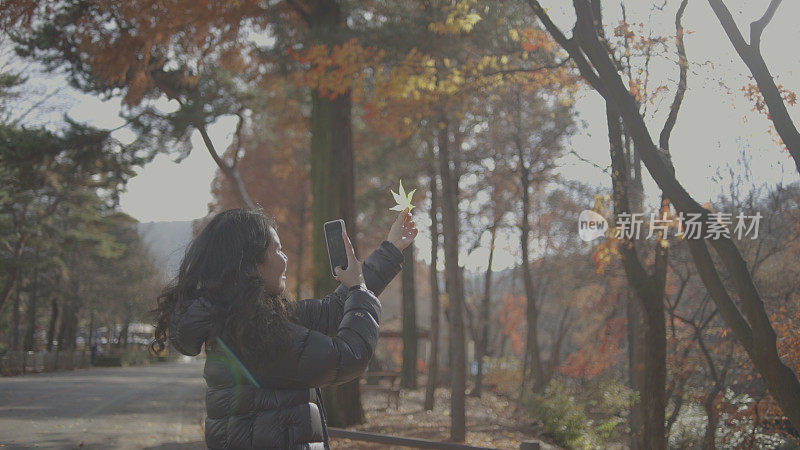 年轻女子用智能手机拍摄枫叶。