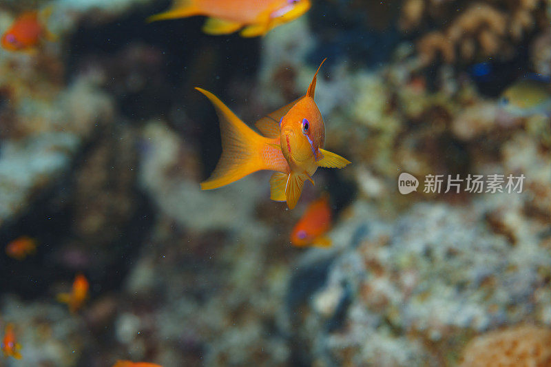 海洋生物鳞翅目鱼类水肺潜水员观点