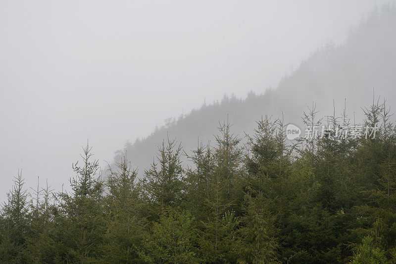 雾蒙蒙的热带雨林温哥华岛