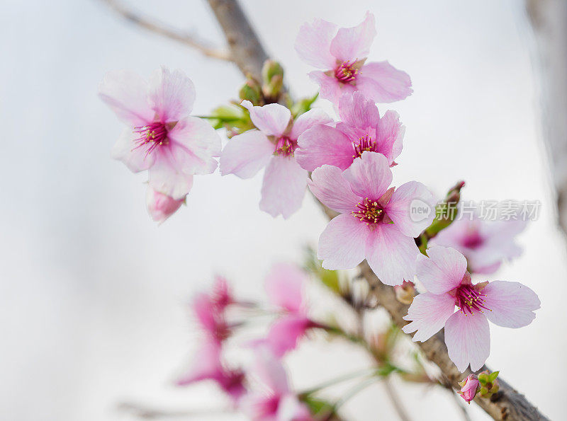 梅花在春天发芽