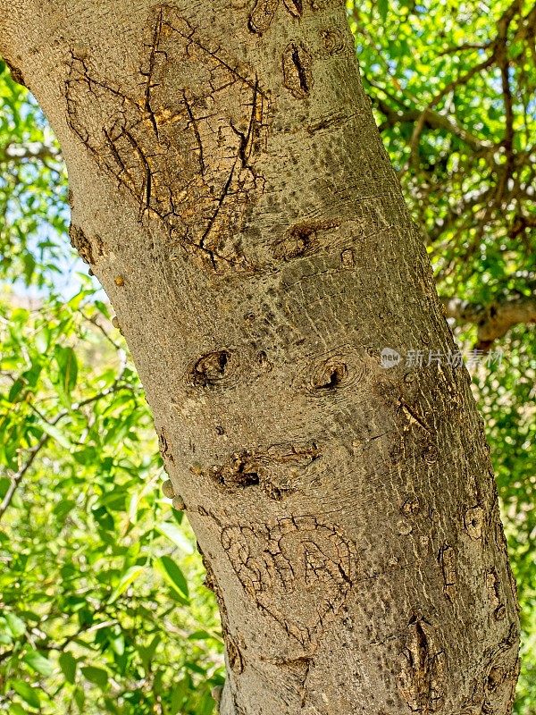 在新墨西哥州奥根山发现的树上情侣雕刻