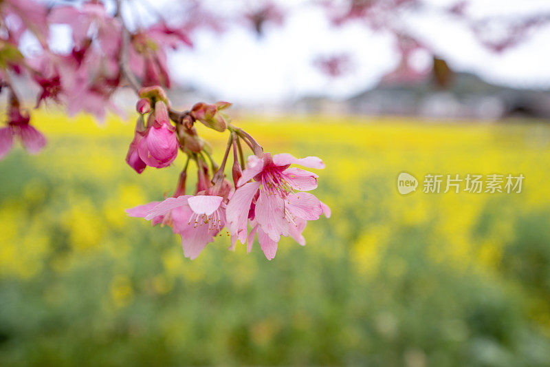 樱花特写