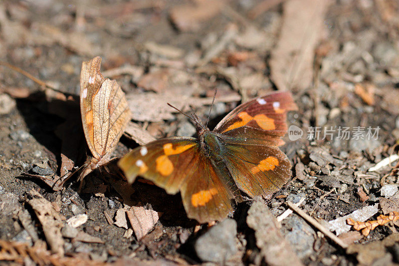 过冬后的一对荨麻树蝴蝶。它张开双翅，挣扎着要唤醒垂死的伴侣。悲伤和痛苦的天意，特写微距摄影。