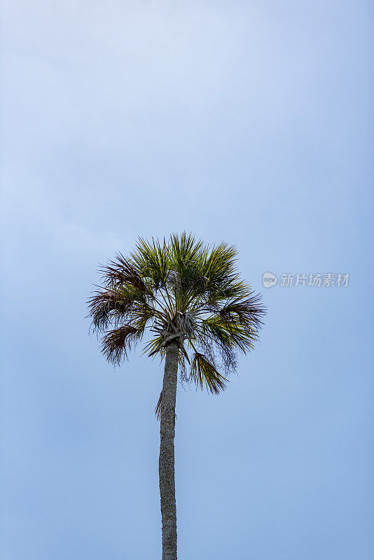 单白菜棕榈与清晰的蓝天更明亮的顶部框架