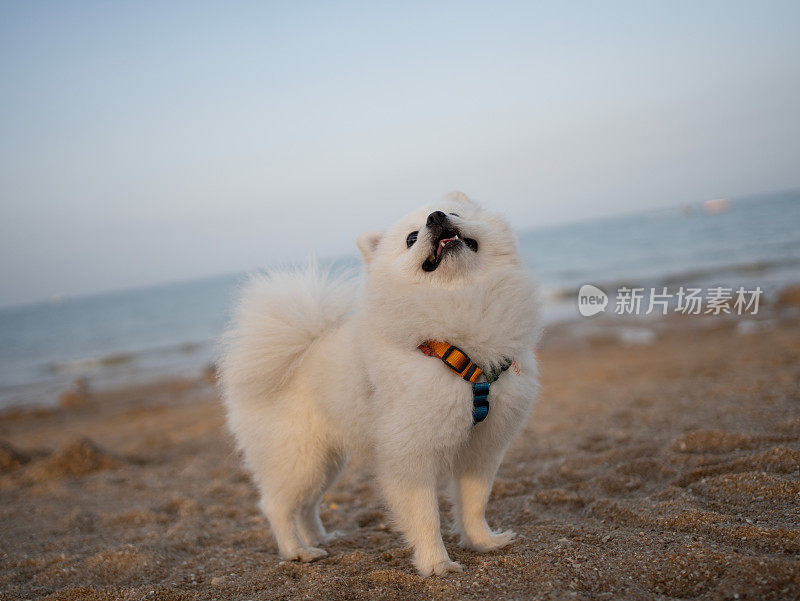 波美拉尼亚优雅地坐着，美丽的风景与狗在一起