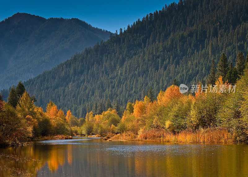 秋天的颜色;加州羽毛河附近的秋色