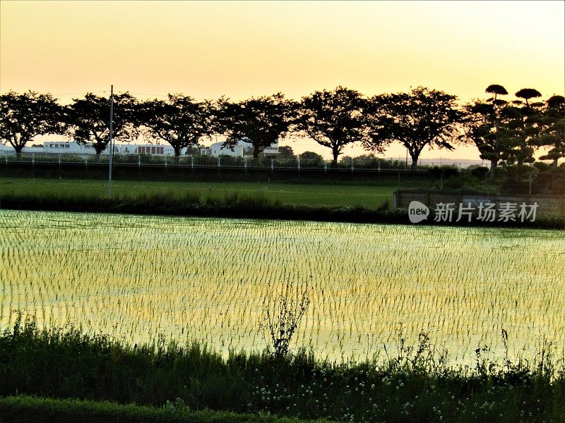 日本。五月底。太阳正落在稻田后面。