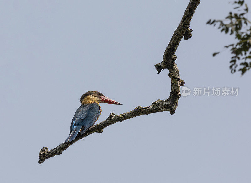 鹳嘴翠鸟，印度卡齐兰加NP