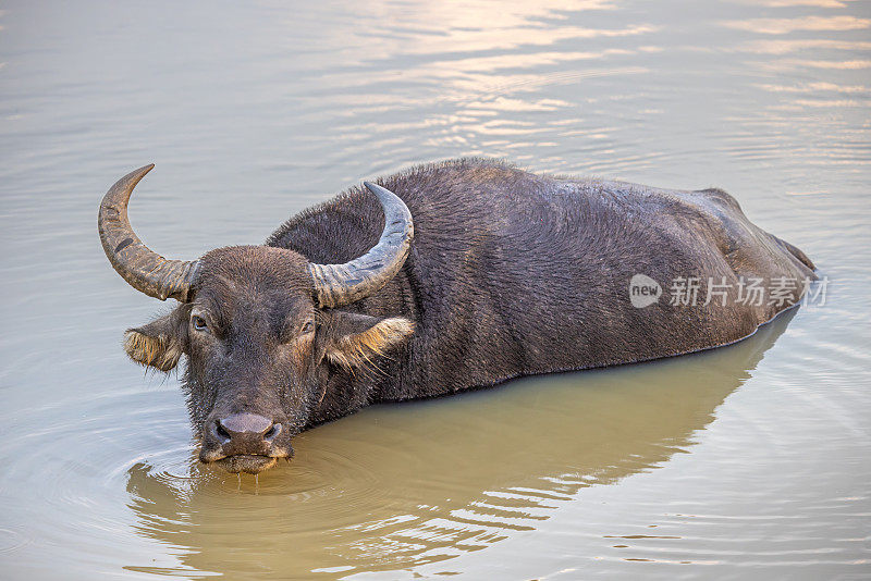 野生水牛在湖中降温