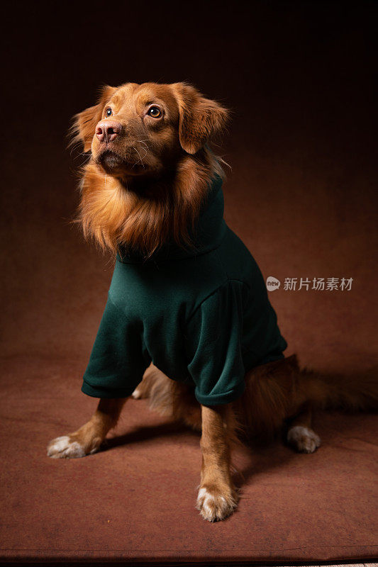 照片中，一只狗在棕色背景上穿着绿色运动衫。