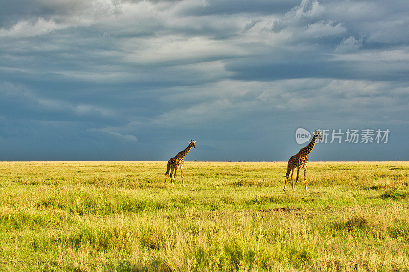 在坦桑尼亚的塞伦盖蒂国家公园，一对长颈鹿在金色的暮色中，在大雨云的背景下穿越热带草原