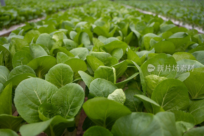 智能农业大棚中的绿色蔬菜