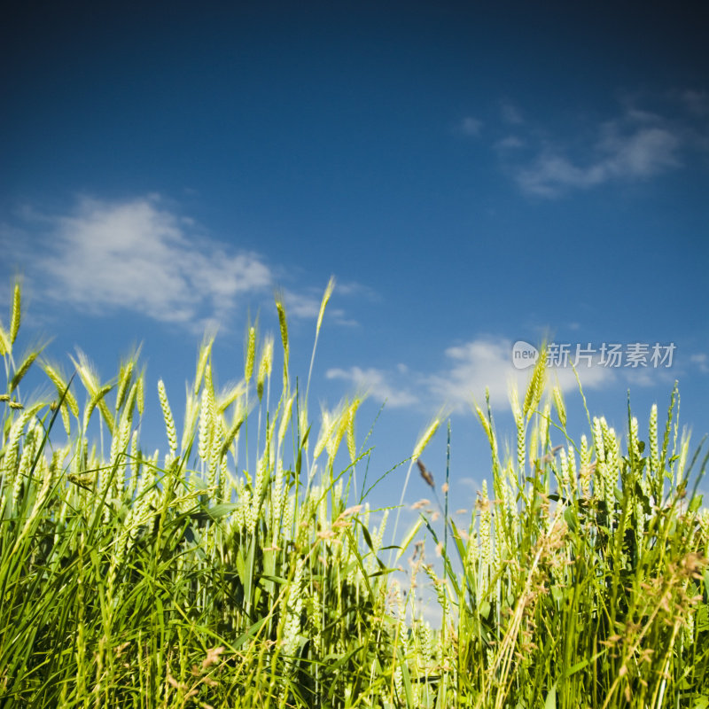 春、夏玉米田