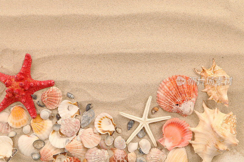 许多贝壳和海星在沙地背景