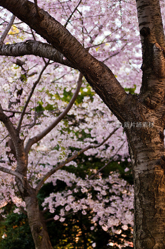 樱花的树