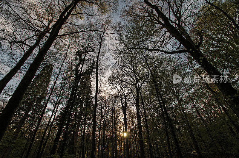 日落时分，黑森林里的树木