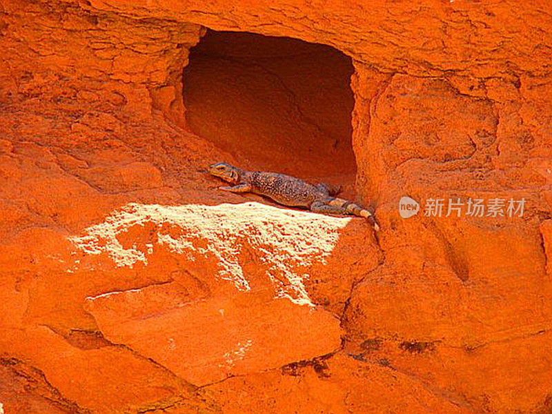 红岩峡谷蜥蜴