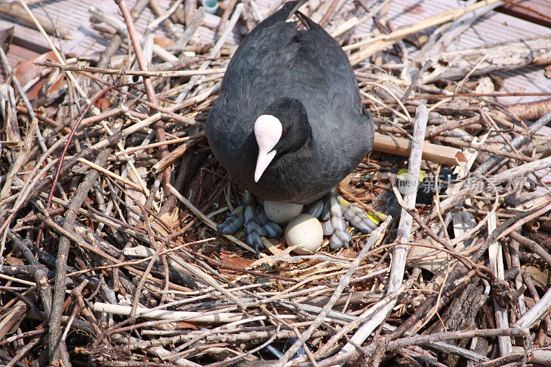 欧亚白骨顶在巢中有蛋