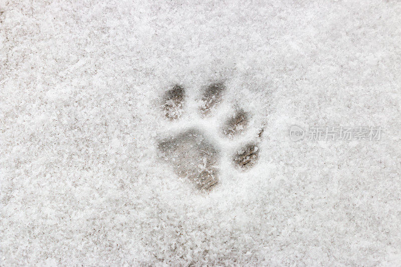雪上的猫脚印特写