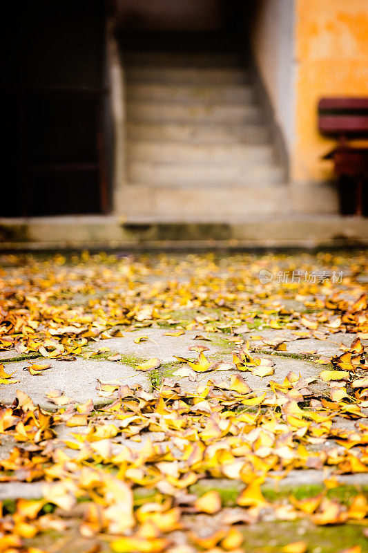 地上满是落叶