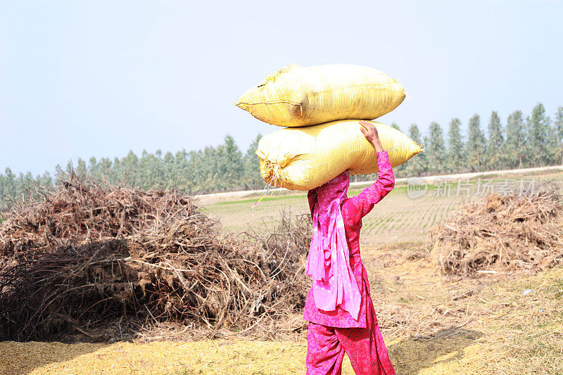 印度妇女为家畜搬运谷壳
