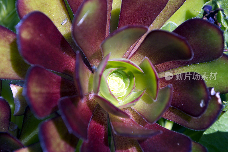 粉红色开花植物特写镜头