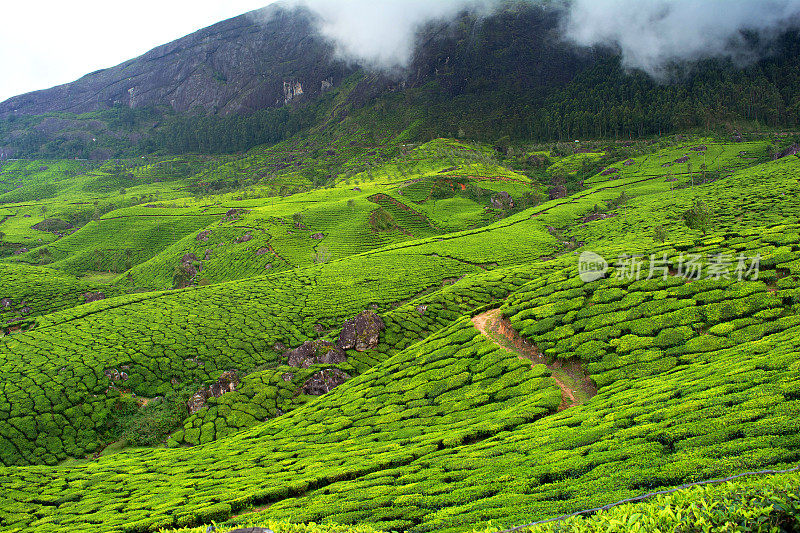 山上的茶园-穆纳尔喀拉拉邦