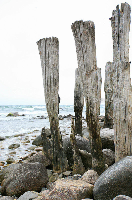 波罗的海海滩上的旧木杆
