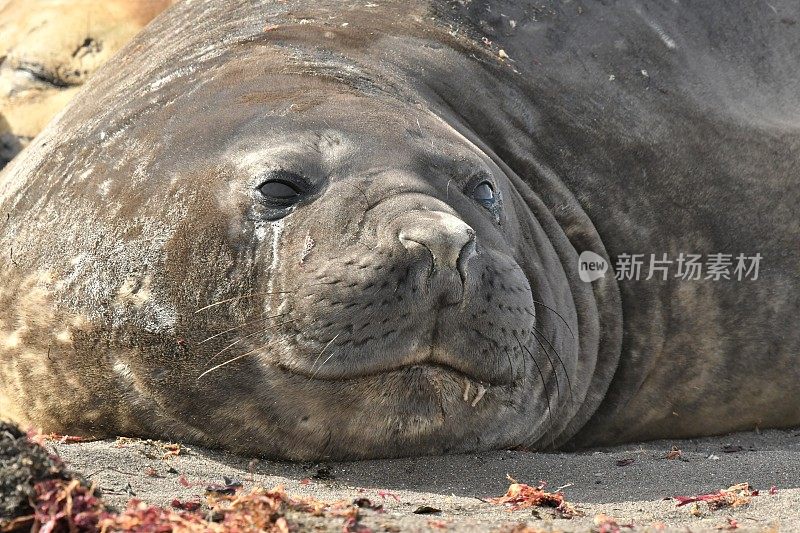 南象海豹